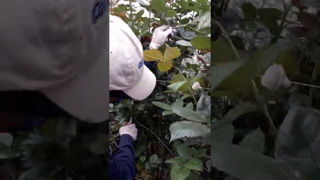 Болезни роз смотреть онлайн