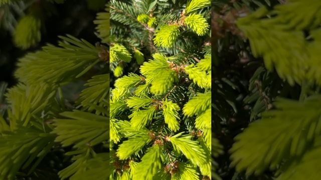 PICEA ABIES “MAXWELLII”. ВЕСЕННИЕ ПРИРОСТЫ? #picea #ель #ялина смотреть онлайн