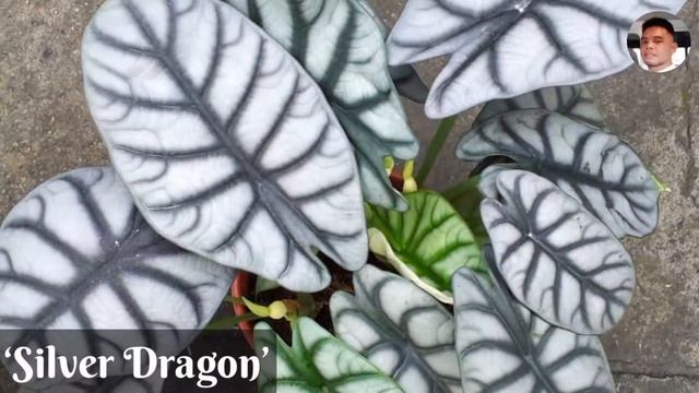 10 BEAUTIFUL ALOCASIA VARIETIES TO BRIGHTEN UP YOUR HOME смотреть онлайн