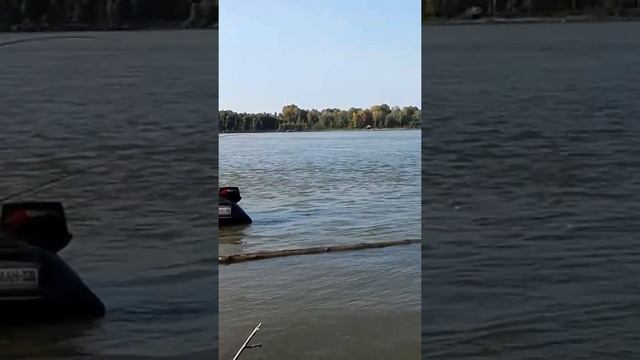Ловля сазана.рыбалка на оби 2017 смотреть онлайн