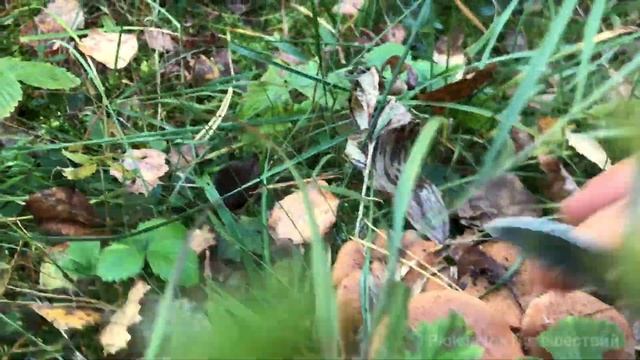 Опята осенние пошли! Собираем толстоногие и луковичноногие. Строчки заполонили поляну смотреть онлайн