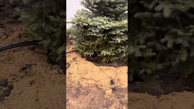 Полив Влагозарядковый перед Зимой #Крупномеров #ель #ельголубая #посадка #питомникрастений #хвойные смотреть онлайн