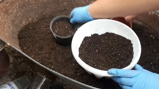 Лофос (Lofos) Мой опыт выращивания. смотреть онлайн