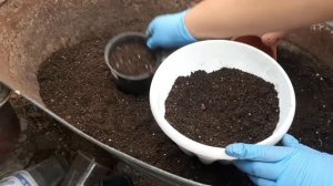 Лофос (Lofos)  Мой опыт выращивания.