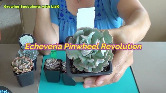 Succulent Plant Haul October 2020 | Growing Succulents with LizK смотреть онлайн