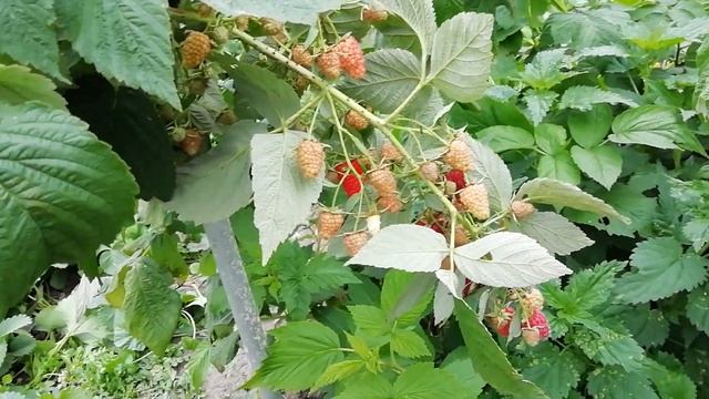 Малина Амира - первогодка в Средней полосе России смотреть онлайн