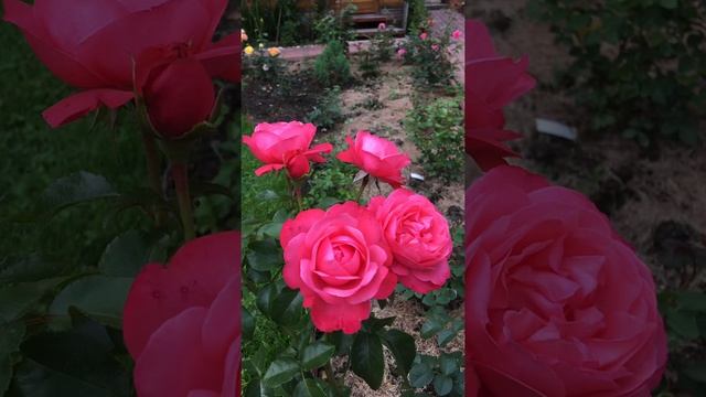 Плетистая Роза розана kordes смотреть онлайн