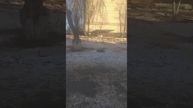 кормим собак и кошек! #корм#собака#кошка#подпишись #лайкните смотреть онлайн