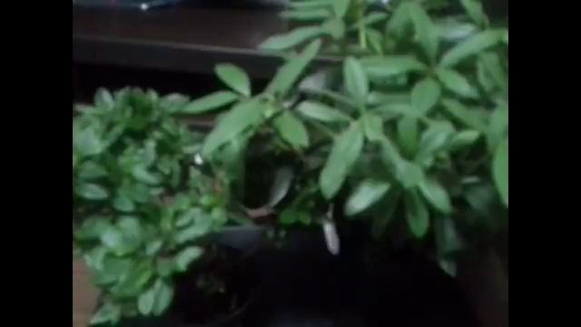 Янтарная Кислота для Растений. Польза и как применять. смотреть онлайн