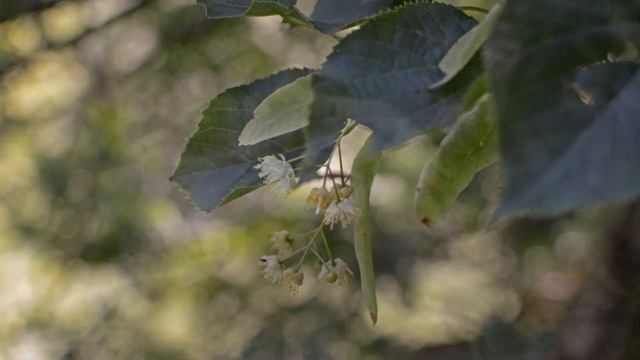 Селитряные скалы смотреть онлайн