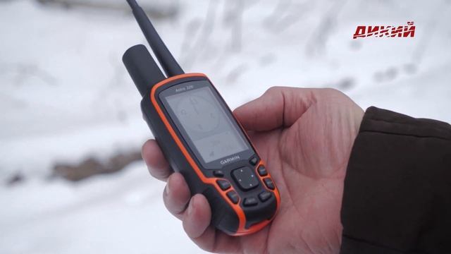 Норвежский элкхаунд по кровяному следу. Собака на охоте.