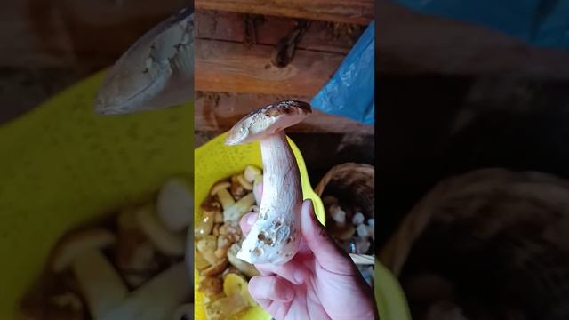 Лукошко Белых Грибов смотреть онлайн