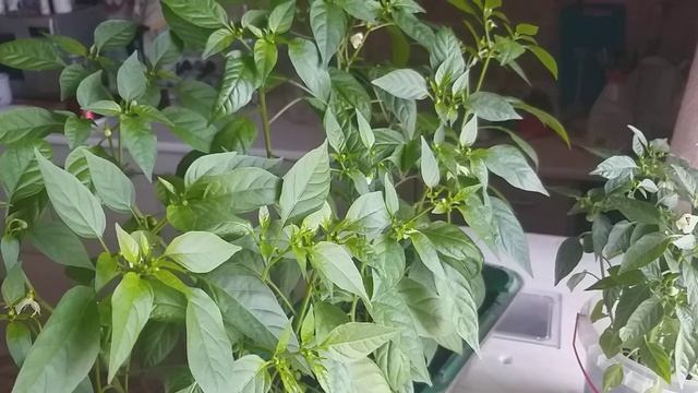 надо ли пикировать рассаду? обязательно,если она не посажена в отдельные стаканчики смотреть онлайн