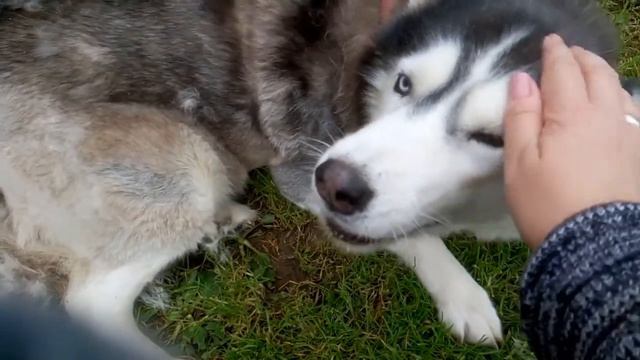 Раз в два года линяет Дайра. Идеальная собака! смотреть онлайн