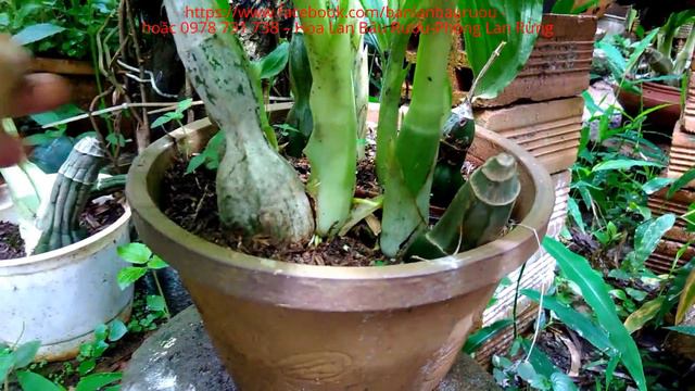 Thăm vườn lan bầu rượu sau 5 tháng [ lan bau ruou ] смотреть онлайн