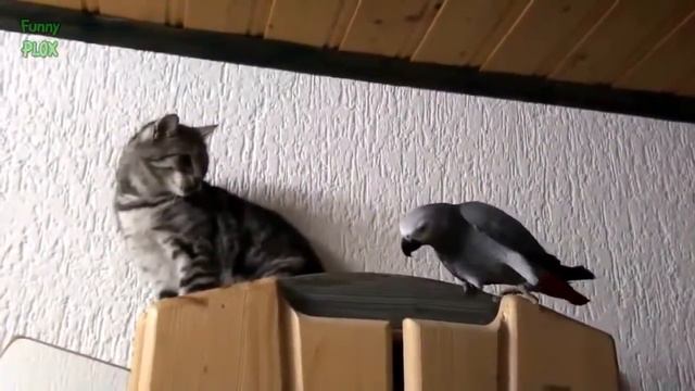 Крыса отобрала еду у кота! смотреть онлайн