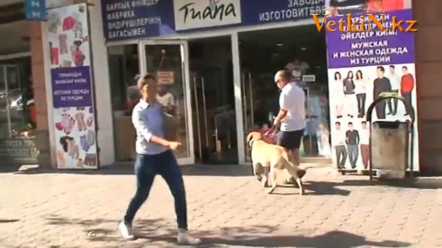 Общий курс дрессировки (ОКД) смотреть онлайн