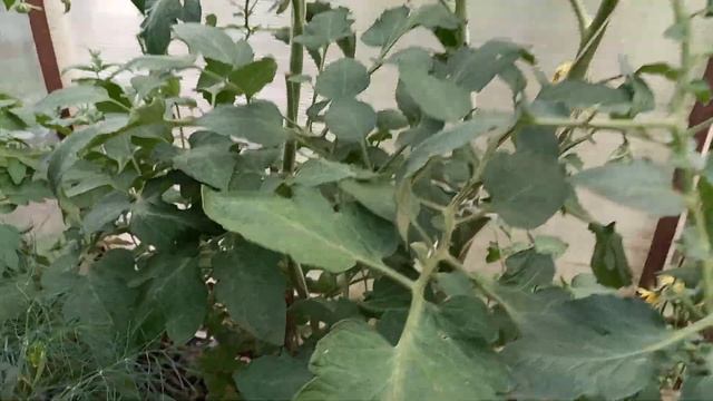 3 июля 2022 г. Гараж. Заливка фундамента.Небольшая прогулка по огороду. смотреть онлайн