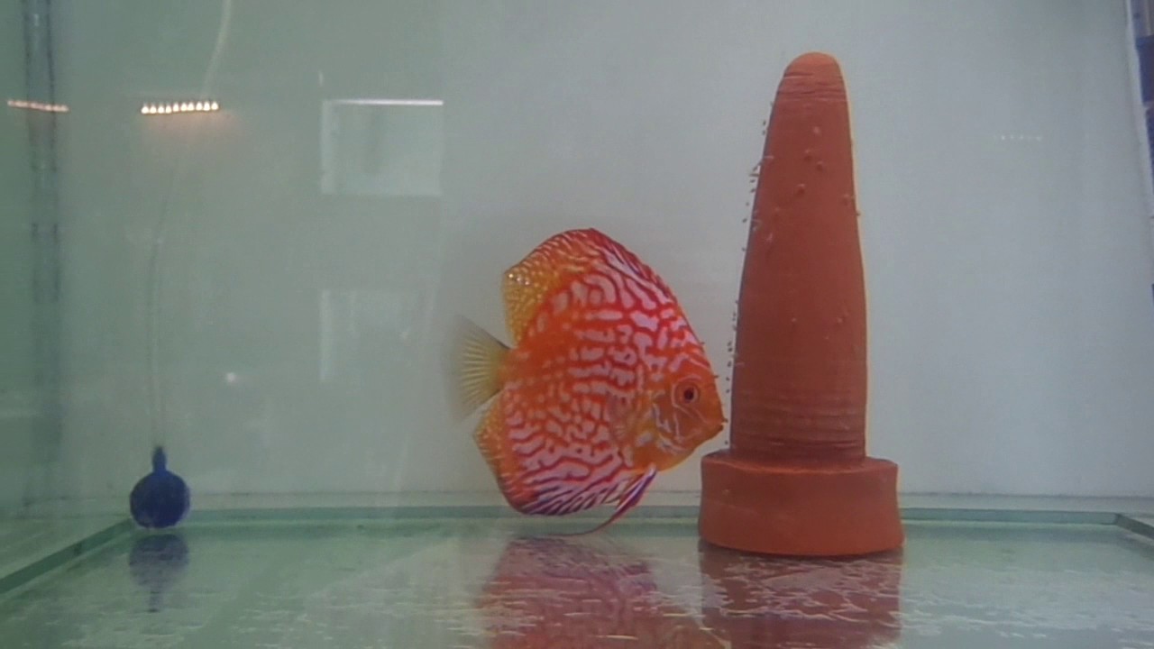 Домашний аквариум Обзор конуса для нереста дискусов Своими руками смотреть онлайн