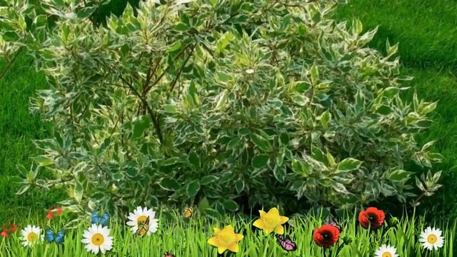 Дерен белый Сибирика Вариегата ? Обзор: посадка и уход. саженцы дерена: описание и особенности смотреть онлайн