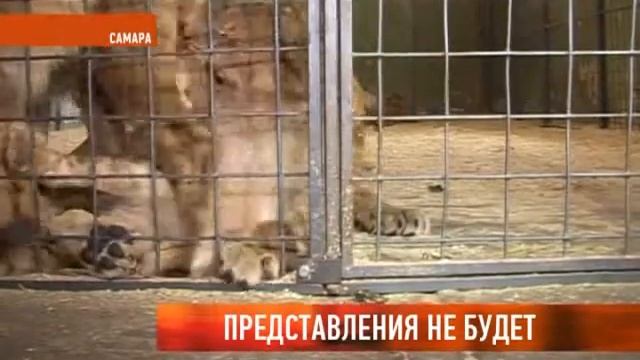 Представления не будет смотреть онлайн