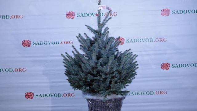 11 709 Елка в горшке колючая Голубая 1.00-1.20 м. смотреть онлайн