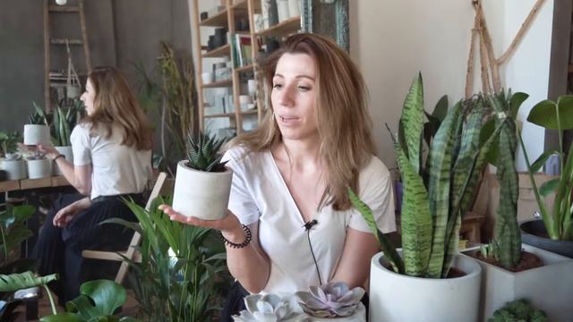 Растения для начинающих садоводов: топ-5 от KRAPIVA. Растения для дома II Westwing Russia How-To смотреть онлайн