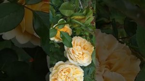 21. Роза Bella Di Todi. Barni. Роза Белла ди Тоди. Июль 2019