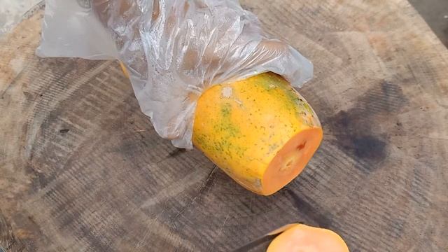 Ripe Holland Papaya Variety Harvesting/ Sweet Holland Papaya Cultivation