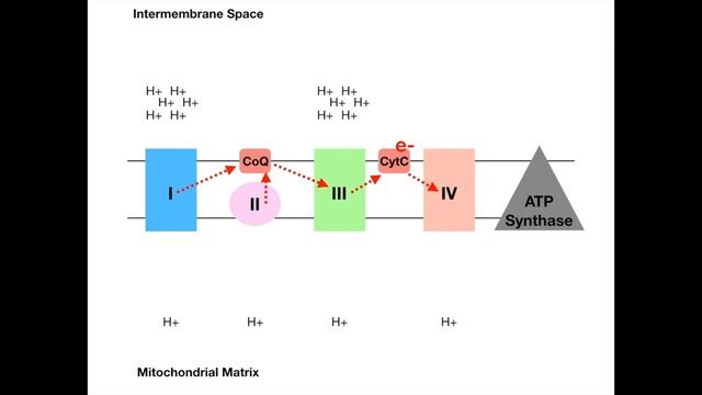 Electron Transport Chain (Oxidative Phosphorylation).mp4 смотреть онлайн