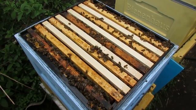 ответы на вопросы по улью биненхаус ( Bienenhaus )  - как ставить вощину в гнездо пчел в Дадане