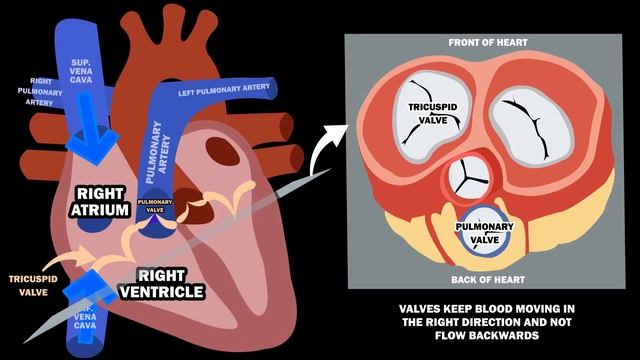 Blood Flow Through The Heart In 2 MINUTES