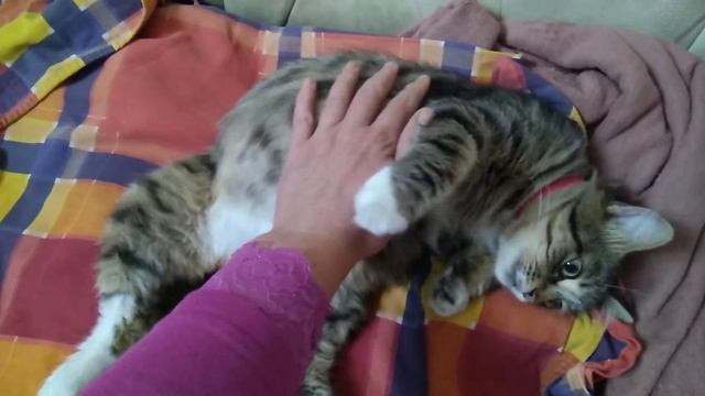 Неожиданное начало родов у Пушинки ... смотреть онлайн