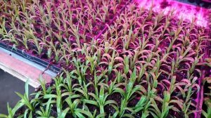 Размножение декоративной гвоздики черенками