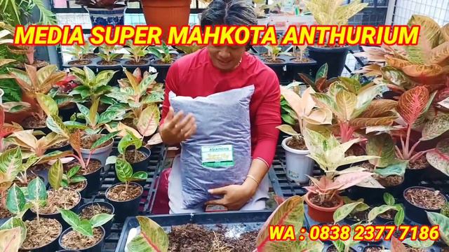 Cacah Aglonema Ala Mahkota Anthurium ‼️Promo 50 % Media Tanam Super🔴 смотреть онлайн