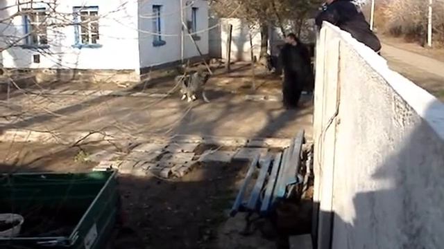 Working caucasian shepherd Shagriya Anri..wmv смотреть онлайн