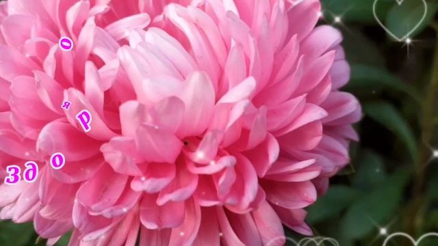 С Днём Медика Сердечно Поздравляем!И от Души Вам искренне Желаем:Успехов,Счастья и Больших Побед! смотреть онлайн