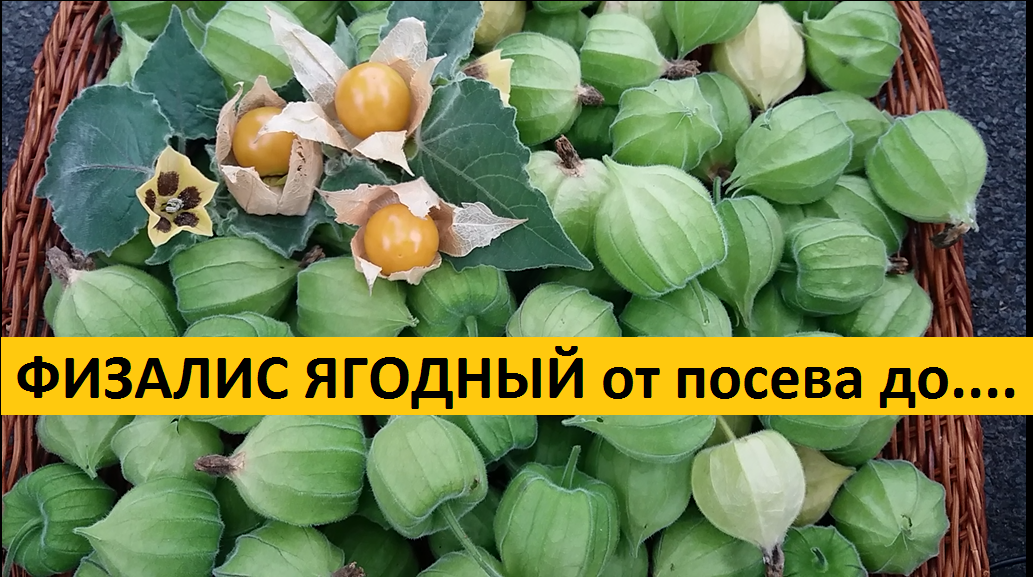 Физалис от А до Я смотреть онлайн