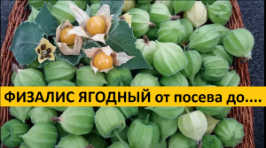 Физалис от А до Я