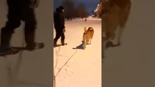 Выпускник питомника ЗУР БАШИ ЧОПАР ❤ (АЛАБАЙ ЩЕНКИ АЛАБАЯ САО) г. Омск смотреть онлайн