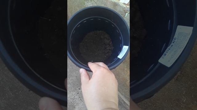 Quando devo munda minha suculentas de vasos💚☘️ смотреть онлайн