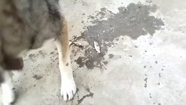 Четверг , рыбный день . смотреть онлайн