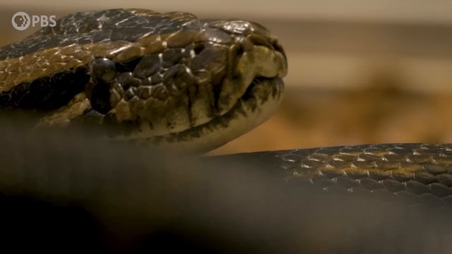 Giant Pythons Have Overrun Florida. Here’s Why. смотреть онлайн
