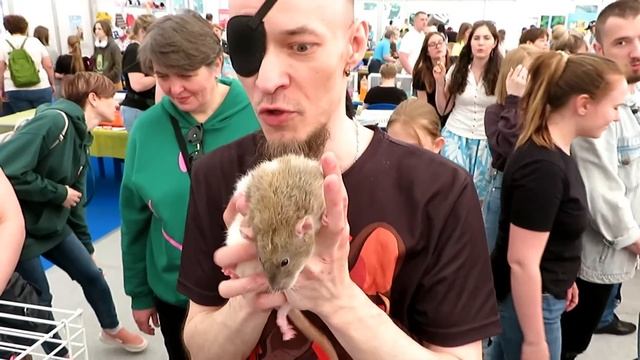 Воруем крыс на выставке! ? Выставка грызунов "Усатые Звезды" в Москве. 04.06.22 ? (Rats | Крысы) ? смотреть онлайн