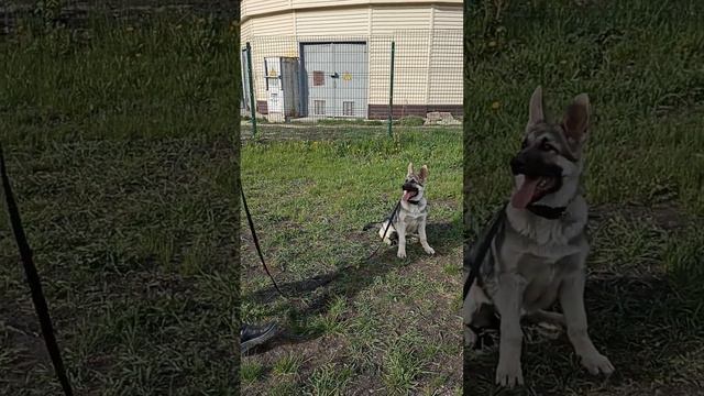 #дрессировкасобак смотреть онлайн