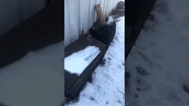 СОБАКА ПРИЛИПЛА ЯЗЫКОМ К ЖЕЛЕЗУ ЗИМОЙ смотреть онлайн
