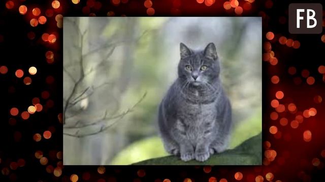 Серый кот долгое время сидел на улице у пустой миски, пока окружающие не обратили на него внимание смотреть онлайн