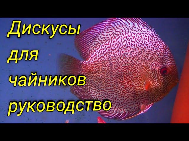 Содержание Дискусов для чайников смотреть онлайн