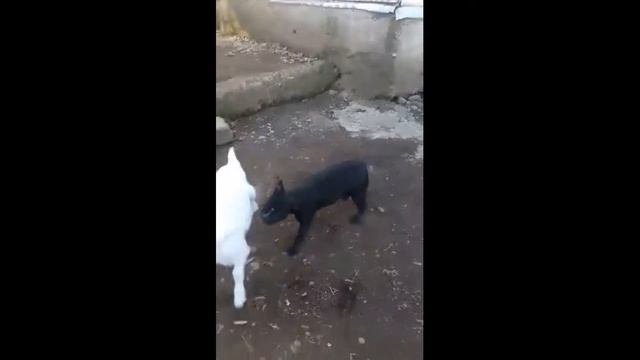 black French Bulldog - черный Французский бульдог смотреть онлайн