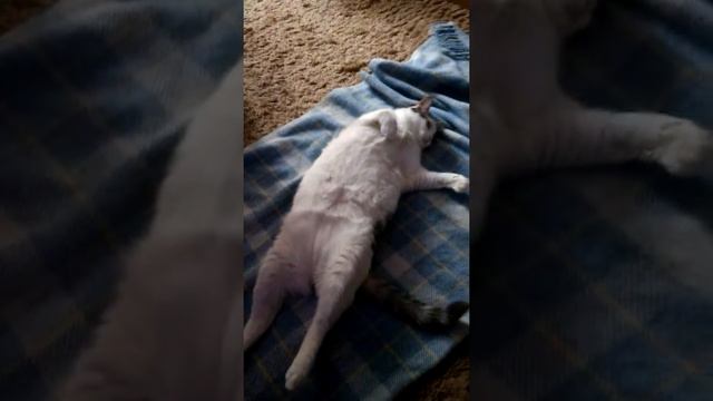 Кошка на пляже отдыхает в Одессе смотреть онлайн